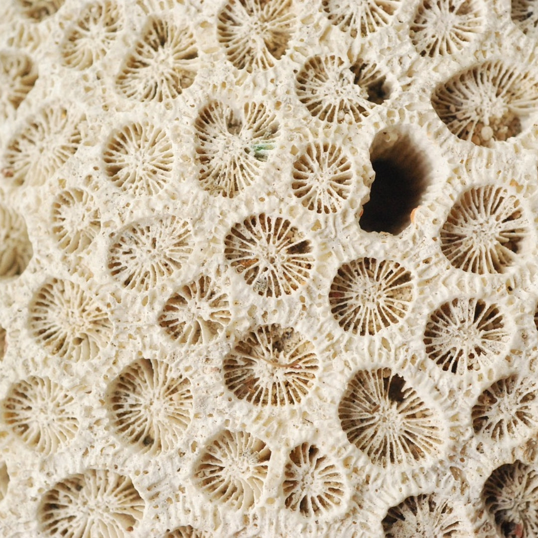 Protéger les coraux : choisir des crèmes SPF sans danger