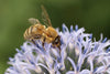 8 gestes simples et indispensables pour protéger nos amies les abeilles