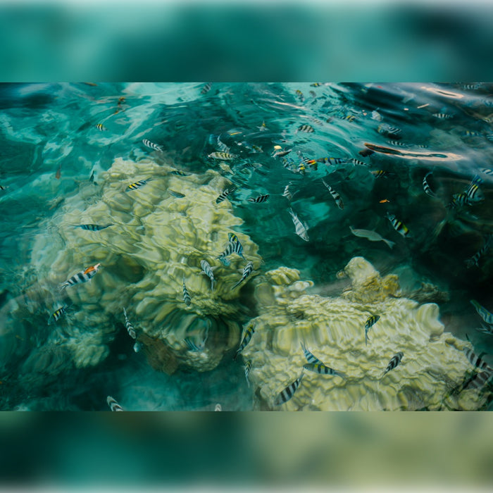 Comment les ingrédients des crèmes solaires SPF peuvent affecter l'écosystème marin ?