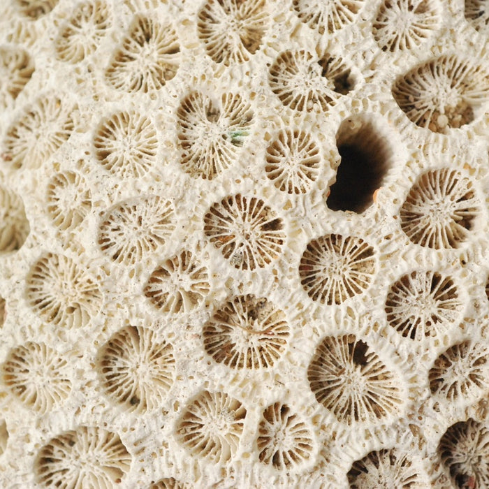 Protéger les coraux : choisir des crèmes SPF sans danger